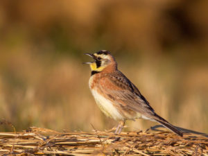 STREAKED HORNED LARK