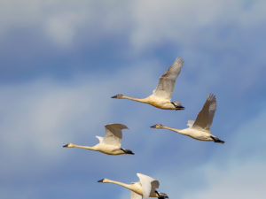 SWANS THREE