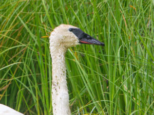 TRUMPETER SWAN 2 - Copy
