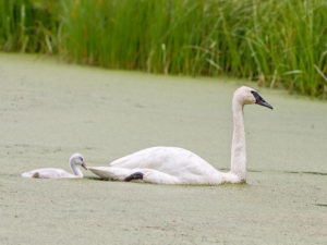 TRUMPETER SWAN