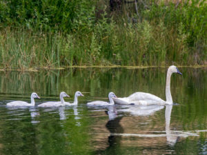 TRUMPETER SWANS 4