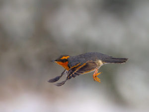 VARIED THRUSH WORLD FLIGHT