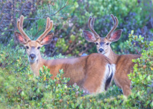 VELVET-BUCKS MT. JEFF