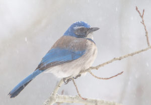 WESTERN BLUE 3