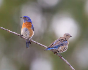 BLUEBIRDS PAIRED
