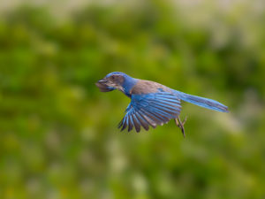 WESTERN JAY SUNNY MORNING