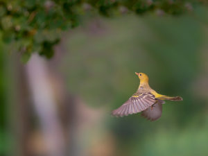 WESTERN TANAGER TAKE OFF