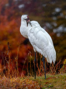 WHOOPER 3