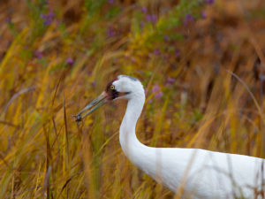 WHOOPER 5