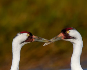 WHOOPERS