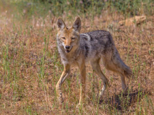 WILEY COYOTE