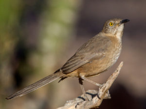 BENDIRE'S THRASHER
