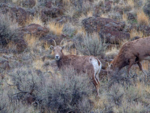 BIG HORN SHEEP