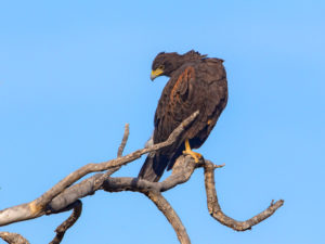 BLACK HAWK