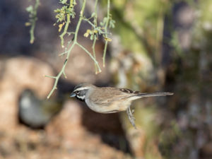 BLACK-THROATED SPARROW 2