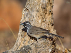 BLACK-THROATED SPARROW