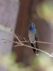 BLUE-CHINNED HUMMER