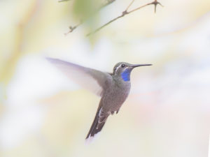 BLUE-THROATED HUMMER