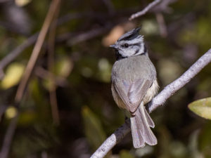 BRIDLED TITMOUSE
