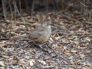 CALIFORNIA THRASHER