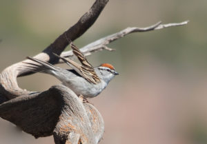 CHIPPIN SPARROW