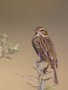 CLAY-COLOURED SPARROW