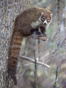 COATIMUNDI