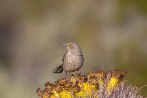 CURVE-BILLED THRASHER