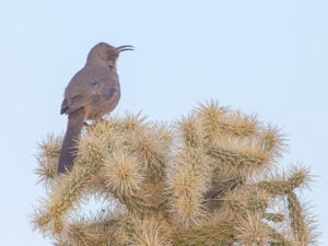 CURVED-BILLED THRASHER