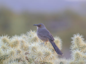 CURVED-BILLED THRASHER CHOLLA