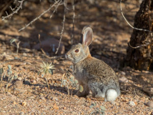 DESERT HARE