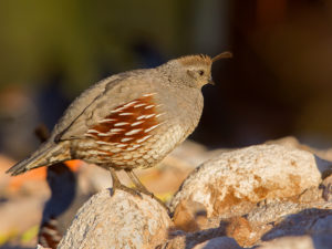 GAMBLE'S HEN