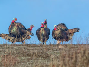 GOBBLE GOBBLE