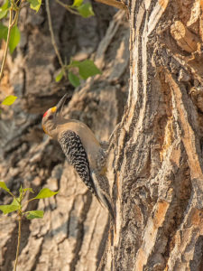 GOLDEN-FRONTED WOODPECKER 1
