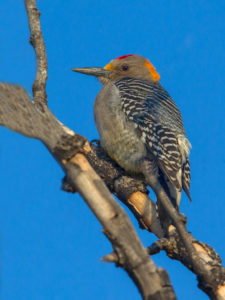 GOLDEN-FRONTED WOODPECKER