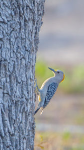 GOLDEN-FRONTED WOODY