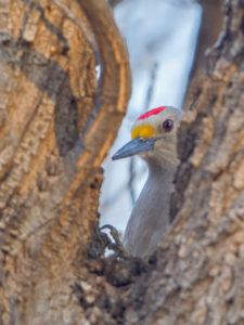 GOLDEN-FRONTED WOODY 2