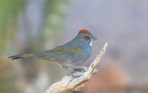 GREEN-TAILED TOWHEE