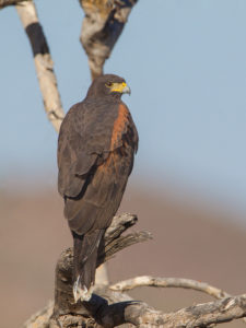 HARRIS'S HAWK