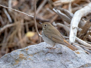 HERMIT THRUSH