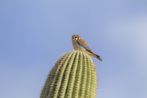 KESTREL