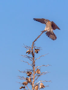 KESTREL SAN PEDRO
