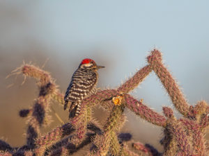 LADDERBACKED WOODPECKER 1