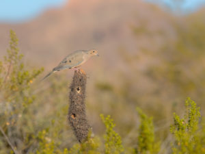 MOURNING DOVE CACTUS