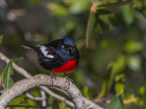 PAINTED REDSTART