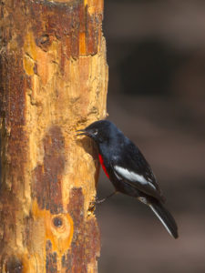 PAINTED REDSTART 1