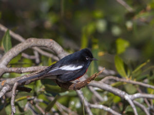 PAINTED REDSTART 2
