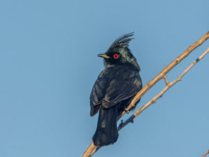 PHAINOPEPLA