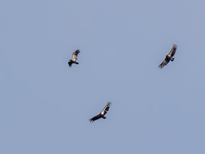 PINNACLE CONDORS 1