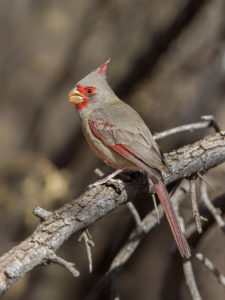 PYRRHULOXIA